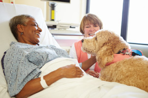 dog_with_patient_bed_72dpi
